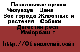 Пасхальные щенки Чихуахуа › Цена ­ 400 - Все города Животные и растения » Собаки   . Дагестан респ.,Избербаш г.